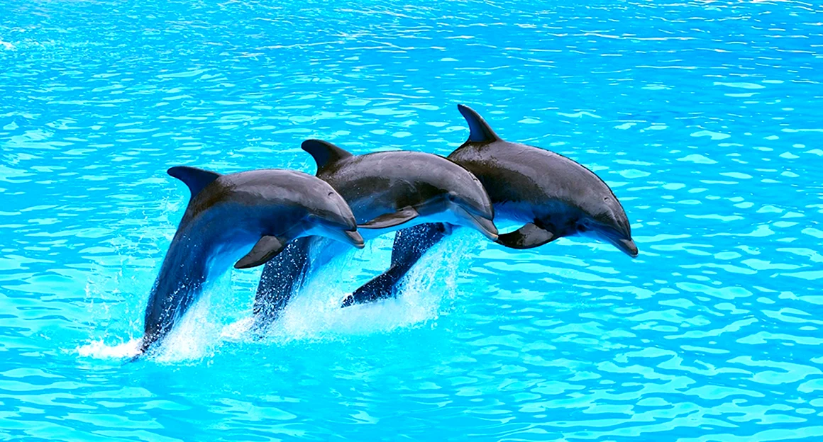 Дельфины панорама