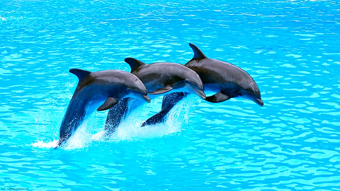 Дельфины панорама