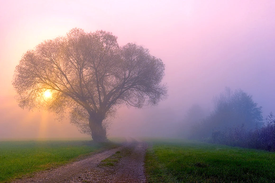 Деревья в тумане далеко