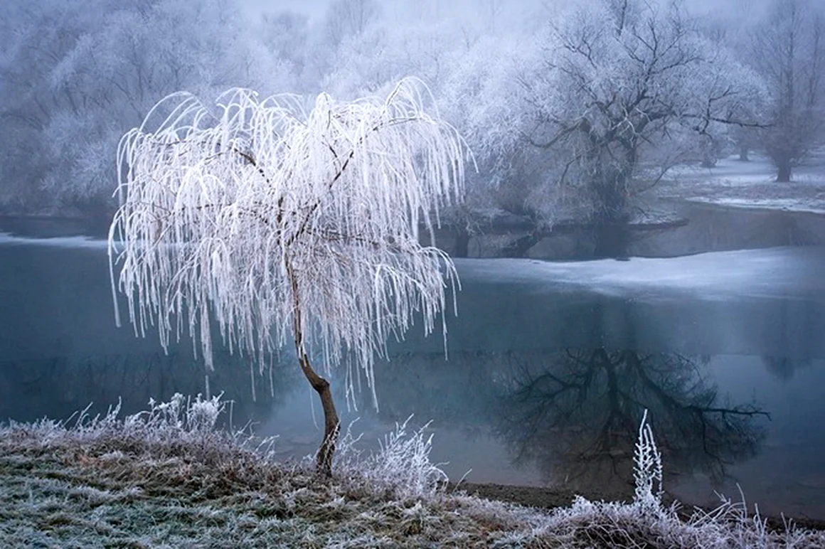 Деревья во льду
