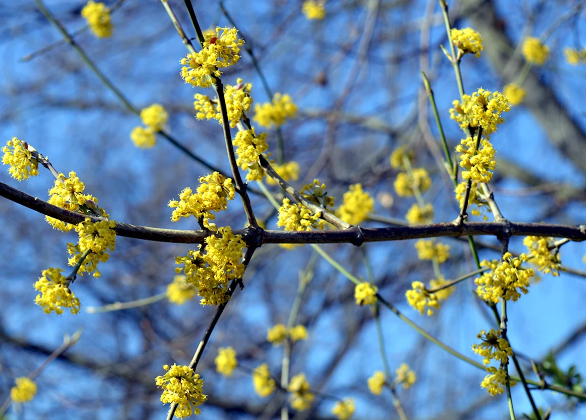 Дерево с желтыми цветами весной