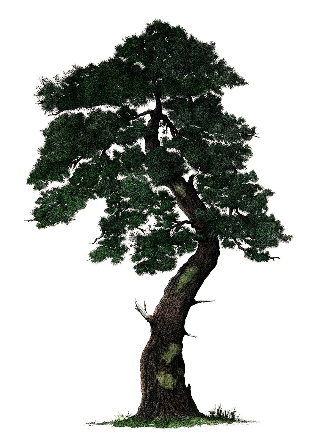 Дерево сосна рисунок