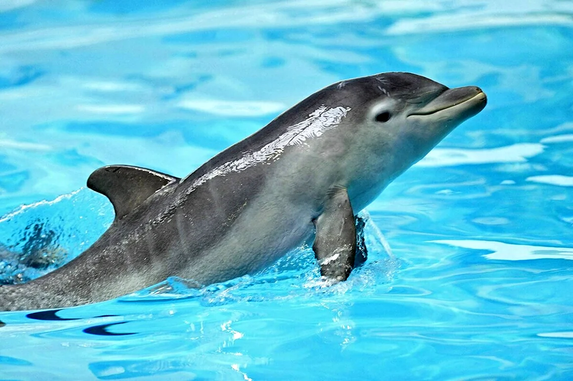 Длинномордый Дельфин