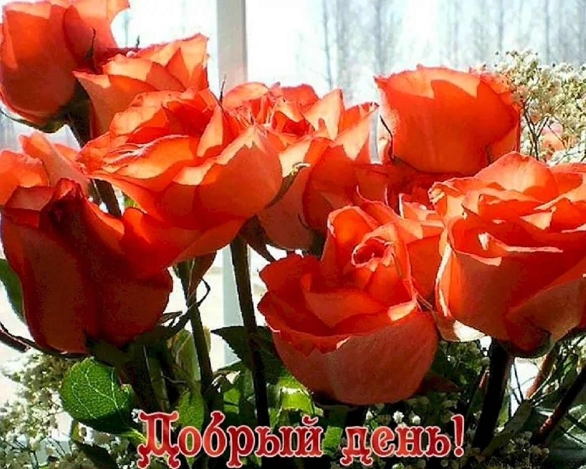 Доброго дня розы