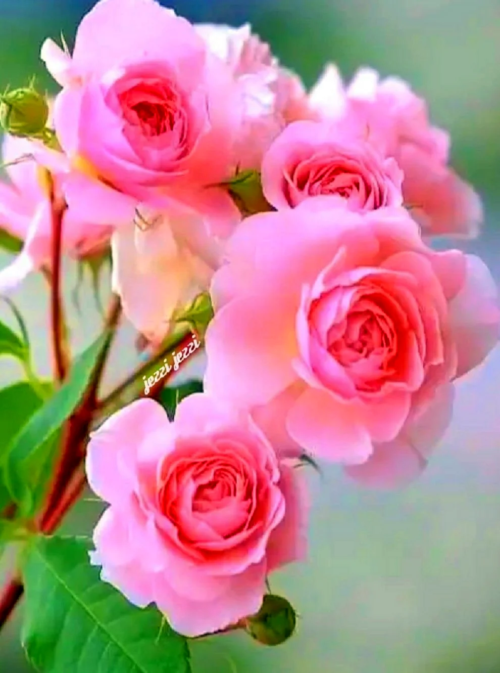 Добрый день розовые розы