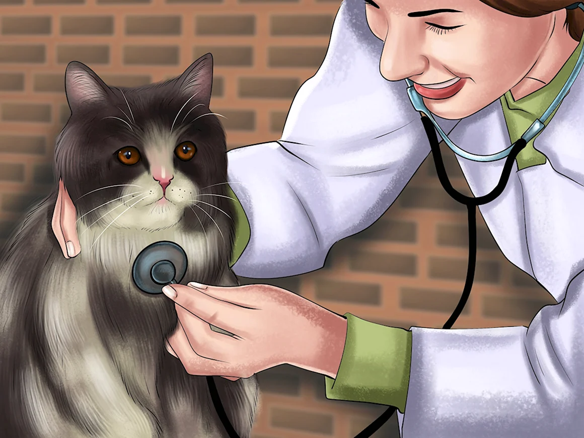 Доктор кошка и человек