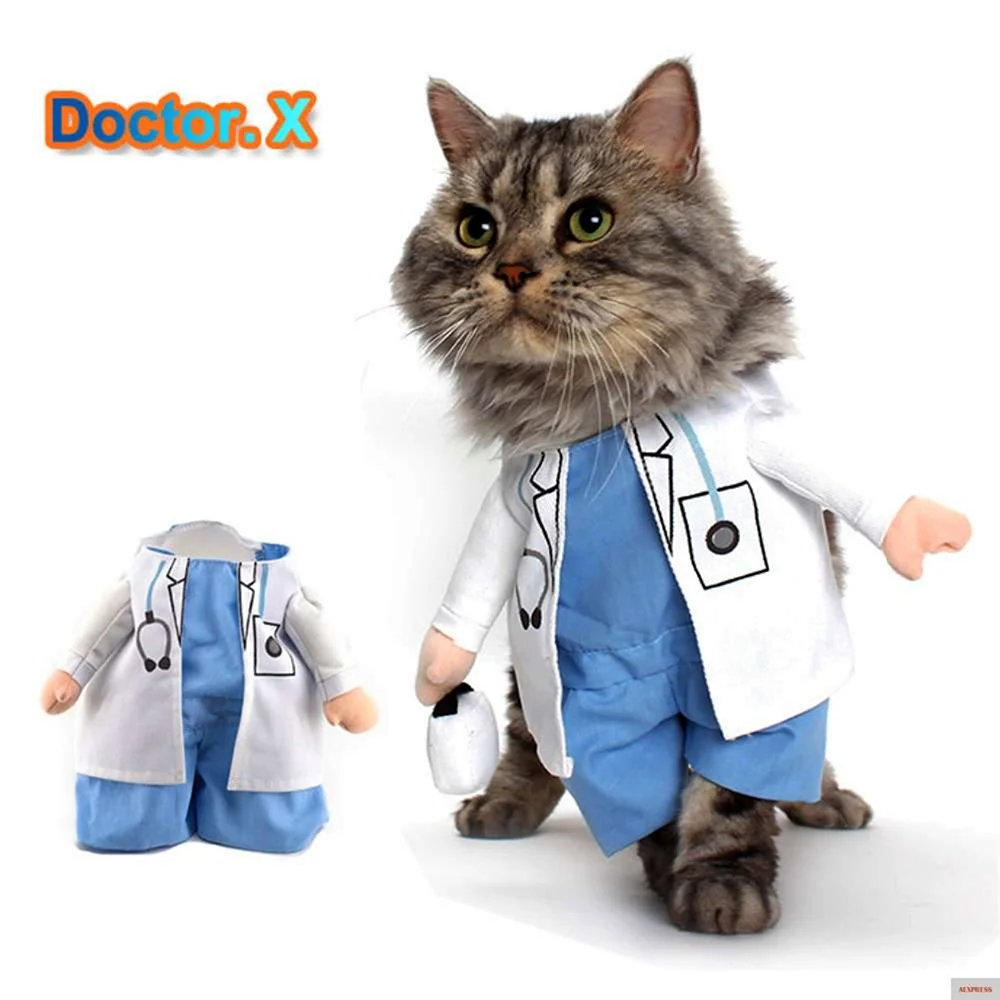 Доктор котик доктор