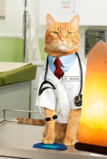 Доктор Моррис кот