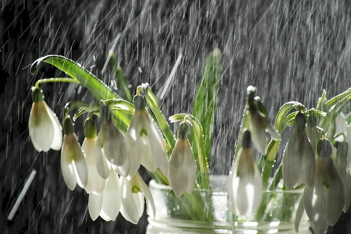 Дождливая Весна