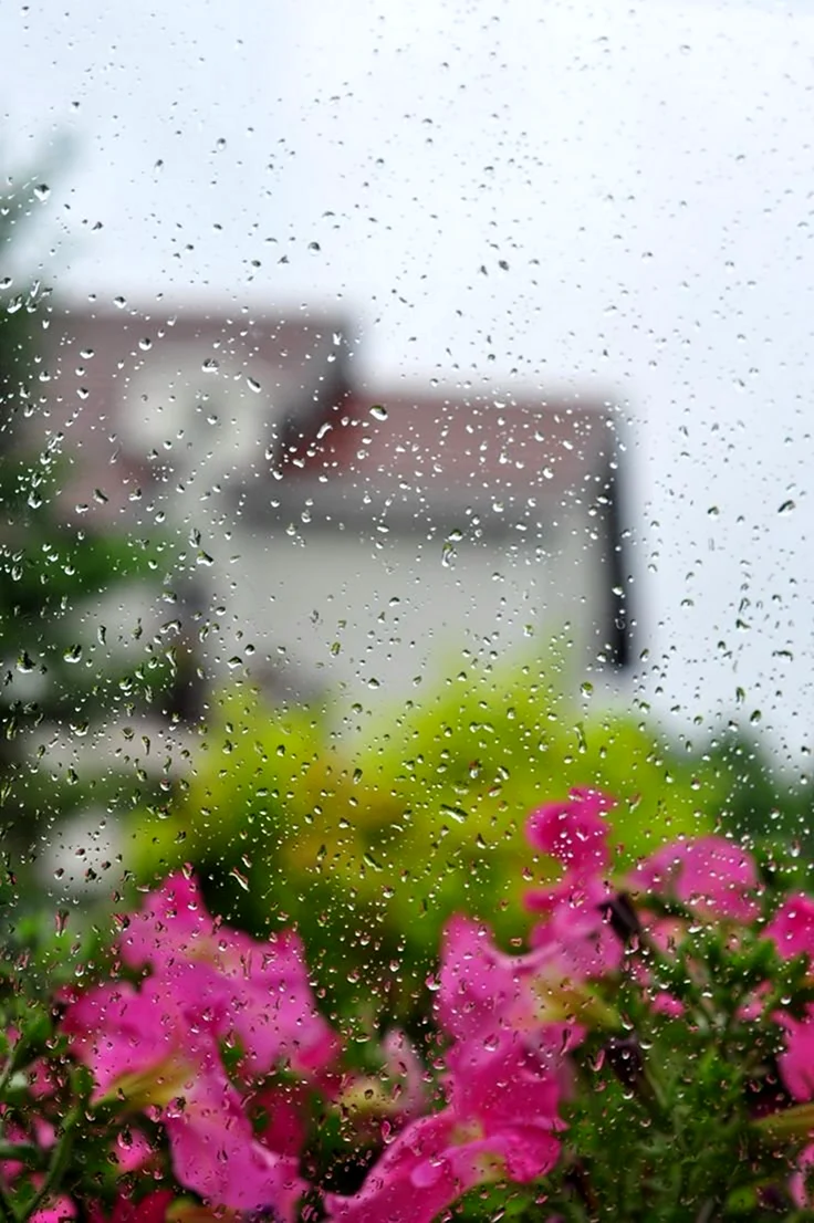 Дождливый летний день