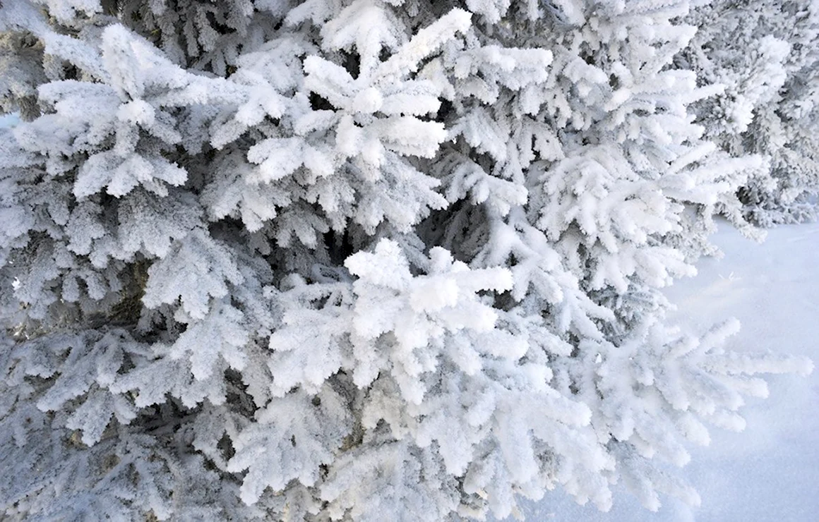 Елка в снегу