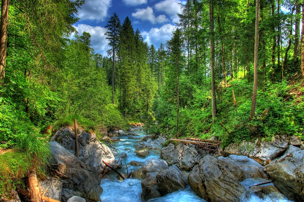 Еловый лес река Германия