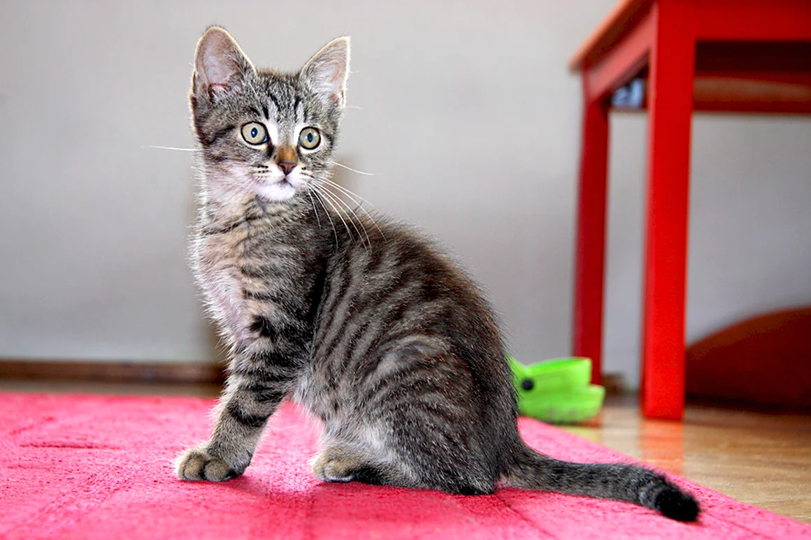 Европейская короткошерстная кошка табби