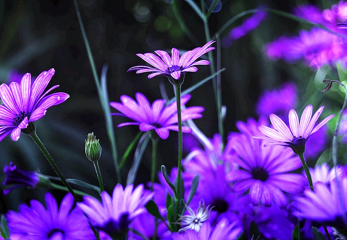 Фиолетовые цветочки