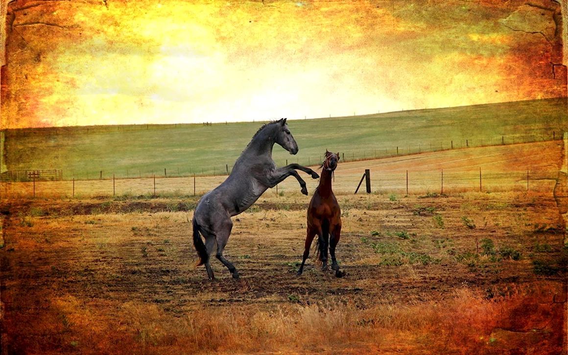 Фон лошадь в поле