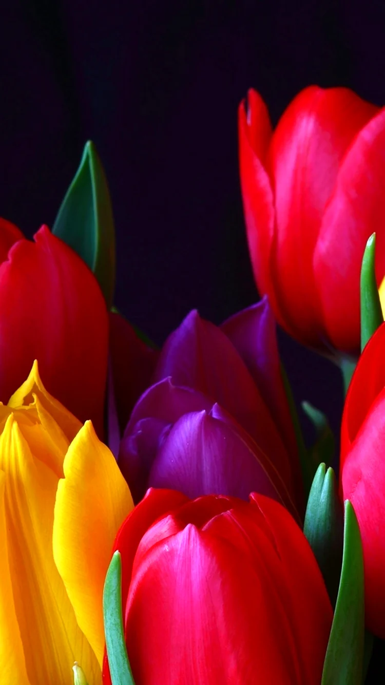 Фотоальбом тюльпаны