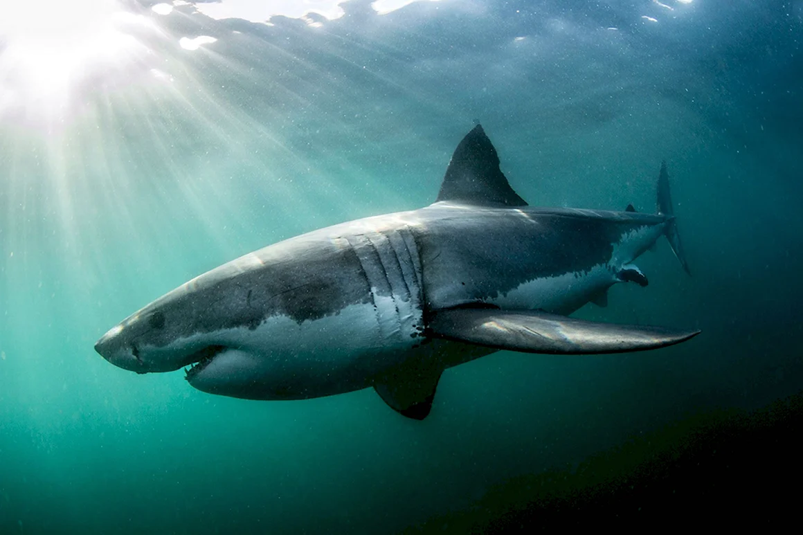 Гангская акула