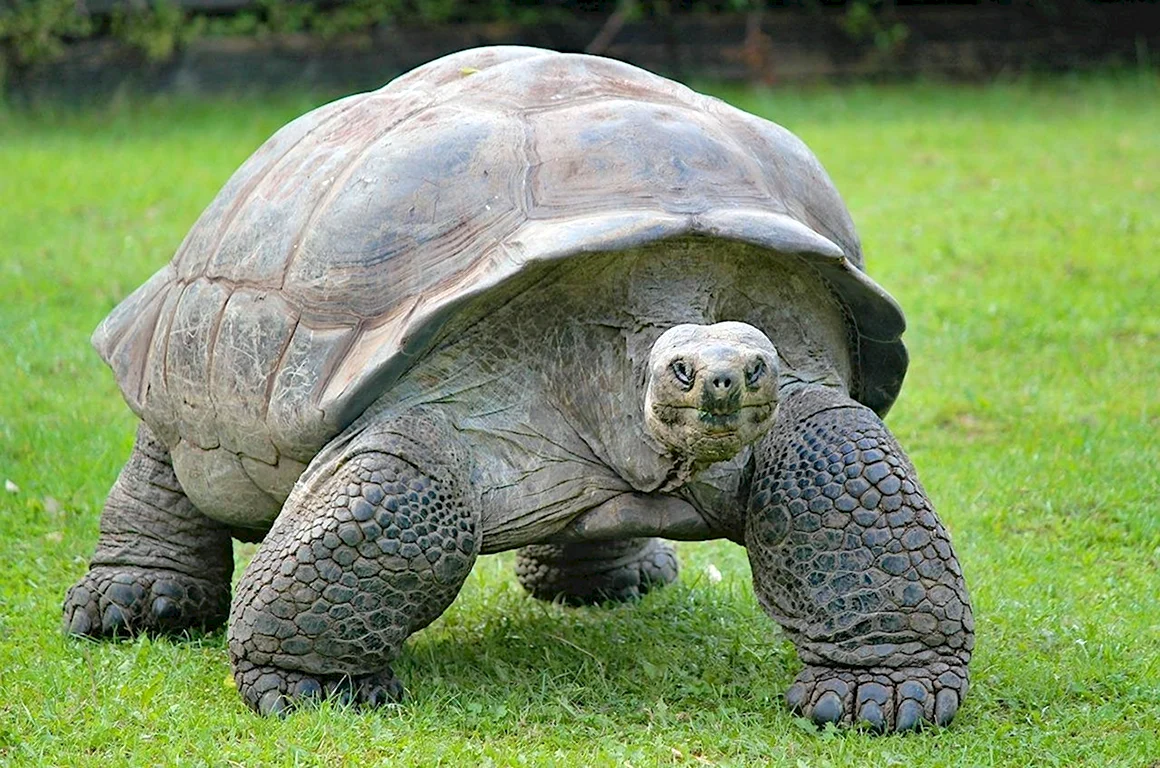 Гигантская черепаха Альдабра