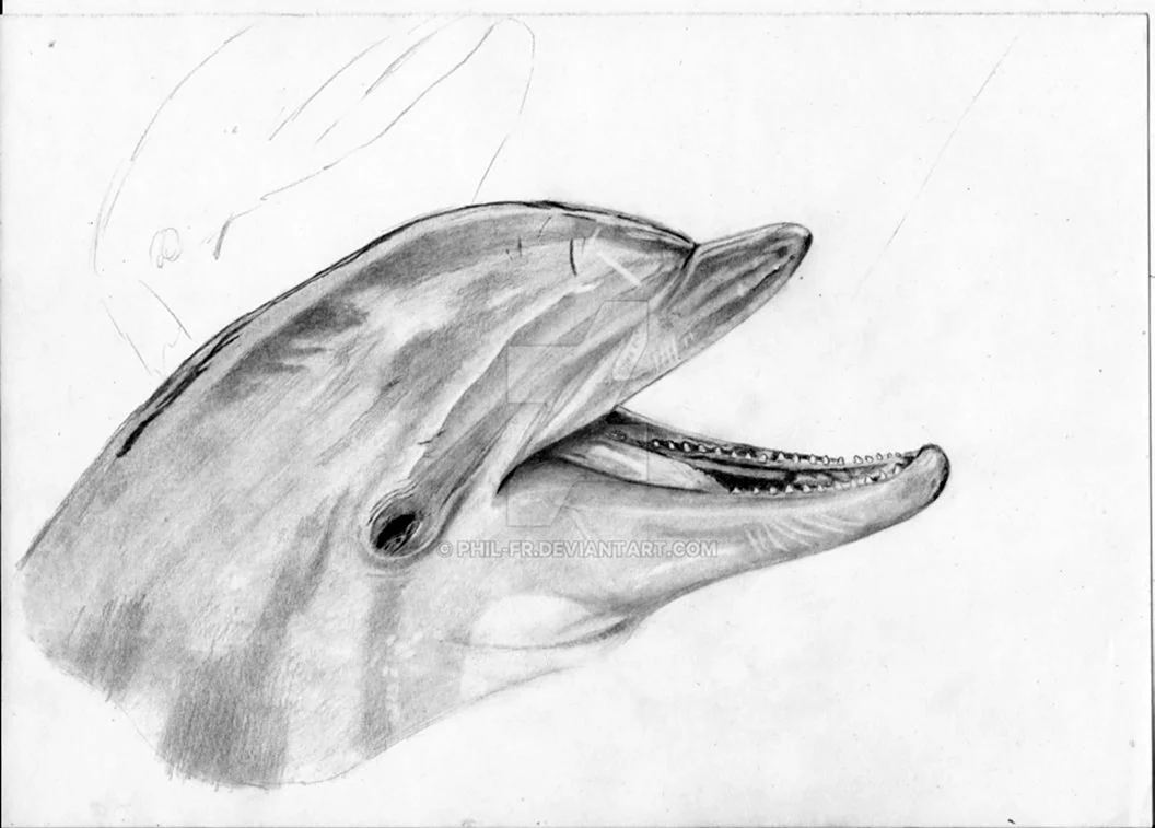 Глаз дельфина рисунок