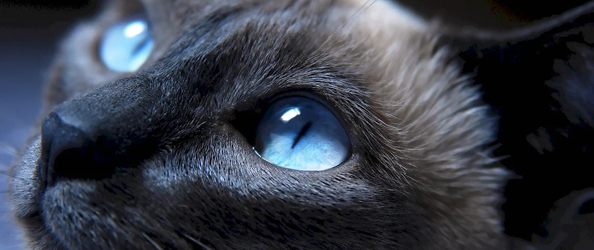 Голубой кошачий глаз
