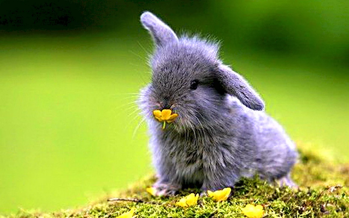 Голубой мини кролик