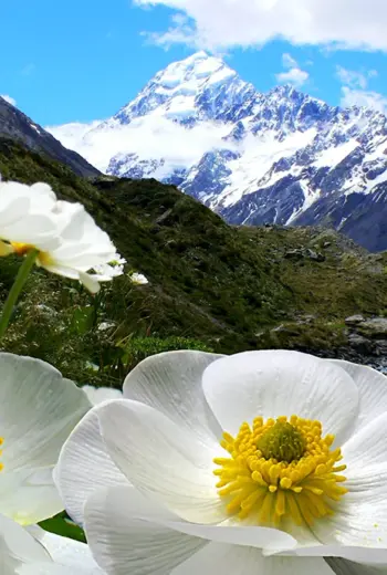 Гора Белуха горный Алтай Цветущий