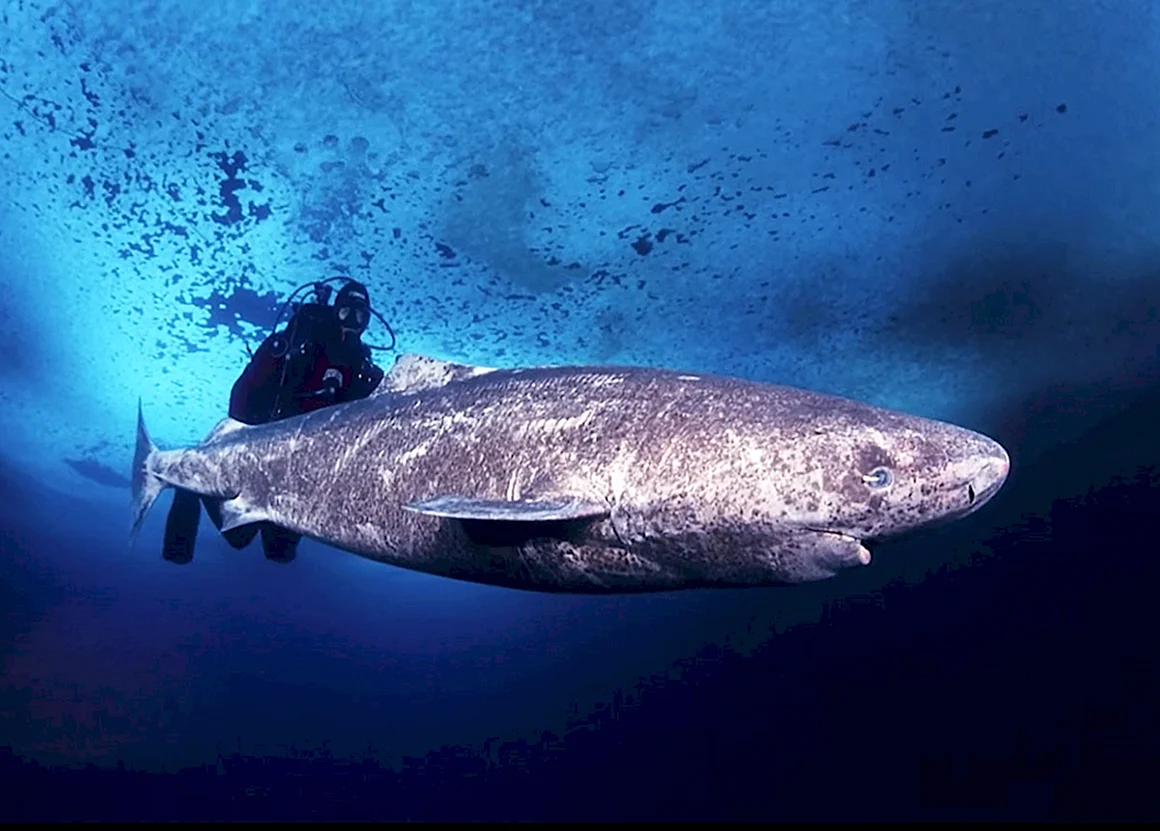 Гренландская Полярная акула