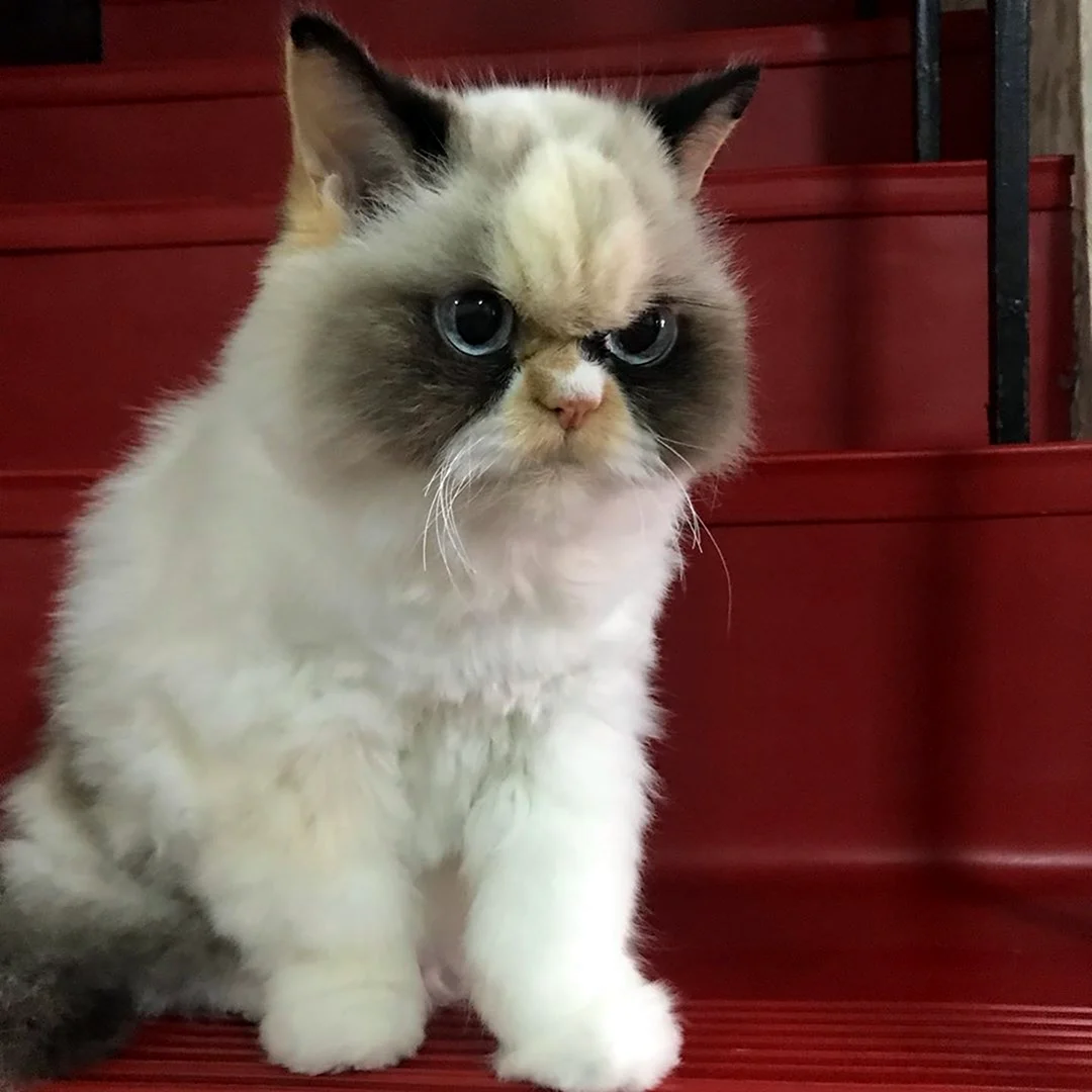Grumpy Cat соус тартар