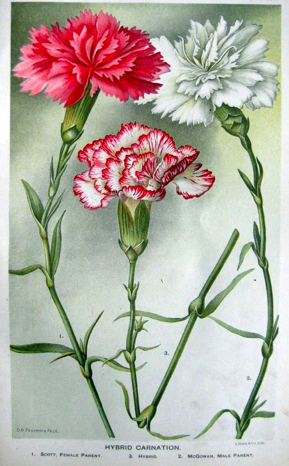 Гвоздика табризская Ботаническая иллюстрация