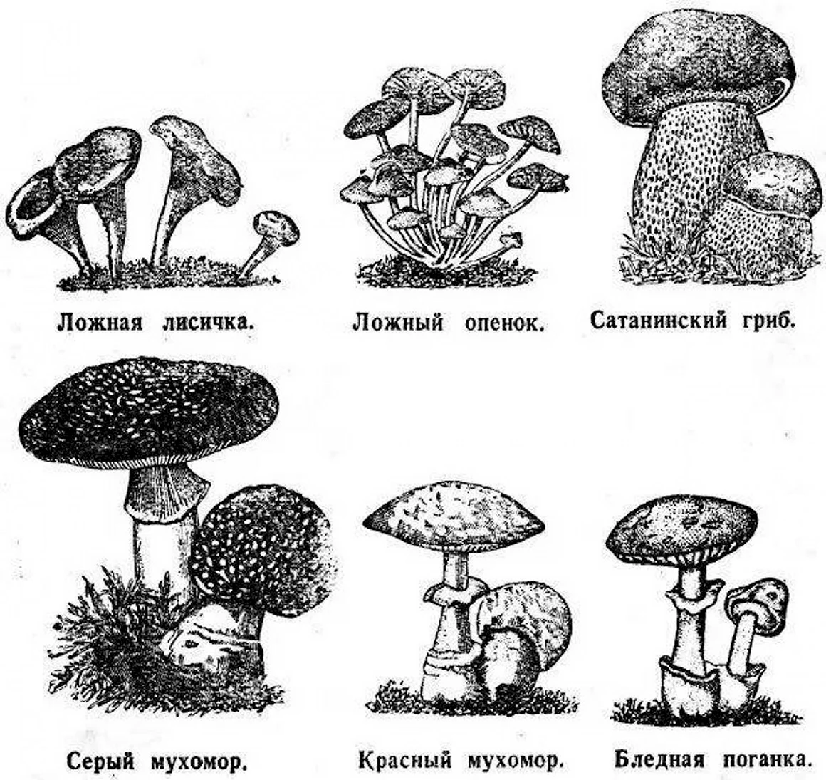 Ядовитые грибы рисунок и название