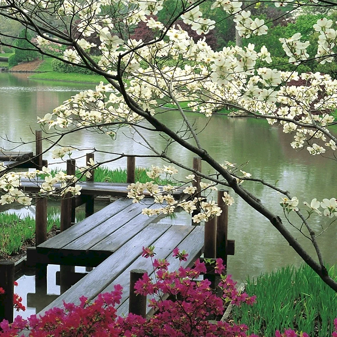 Японский сад весной