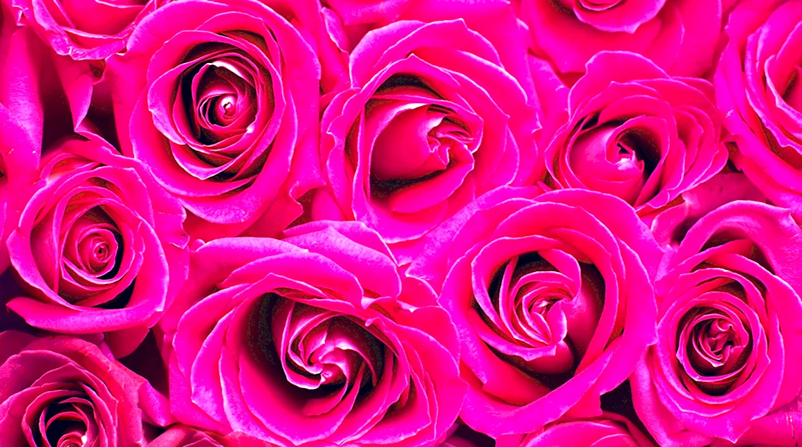 Ярко розовые розы