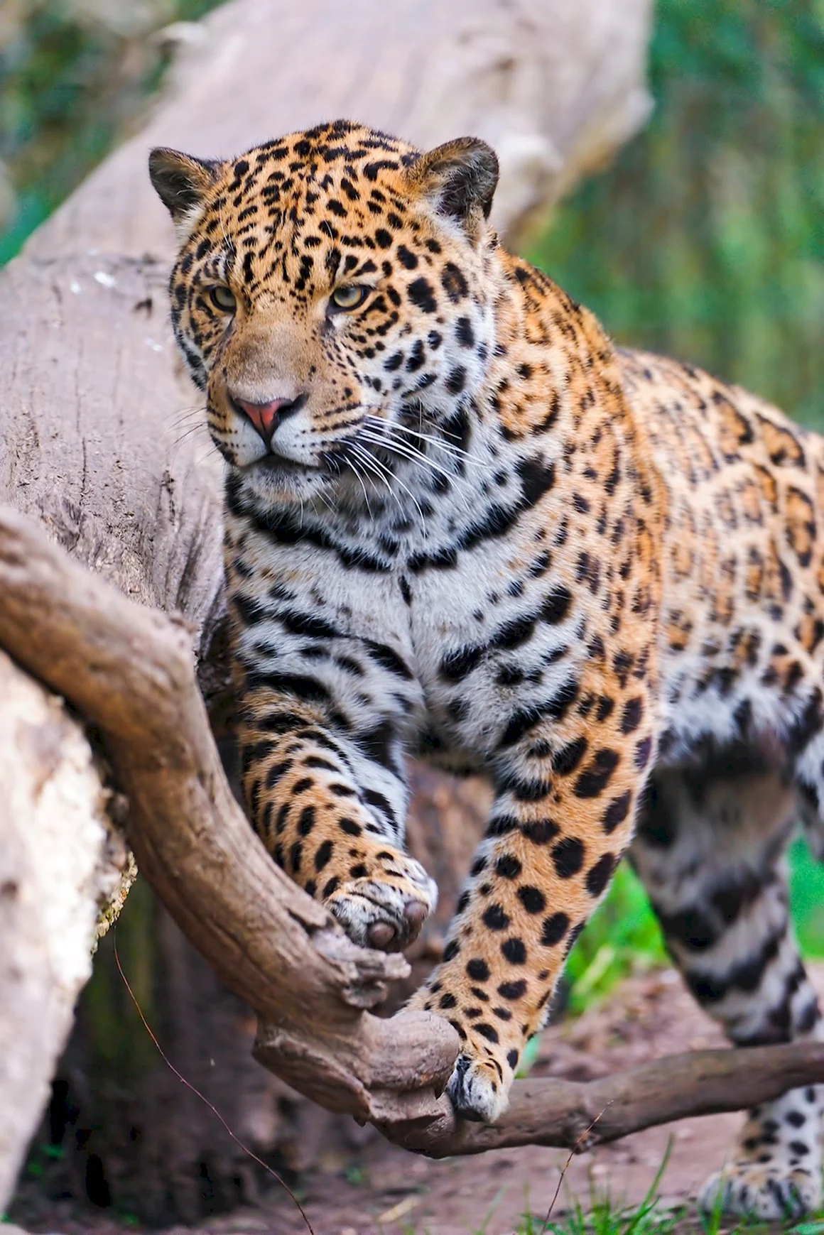Индокитайский леопард