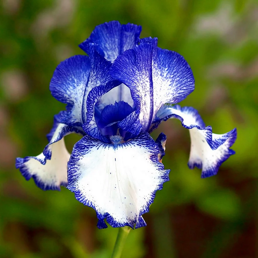 Ирис бородатый - Iris barbatula