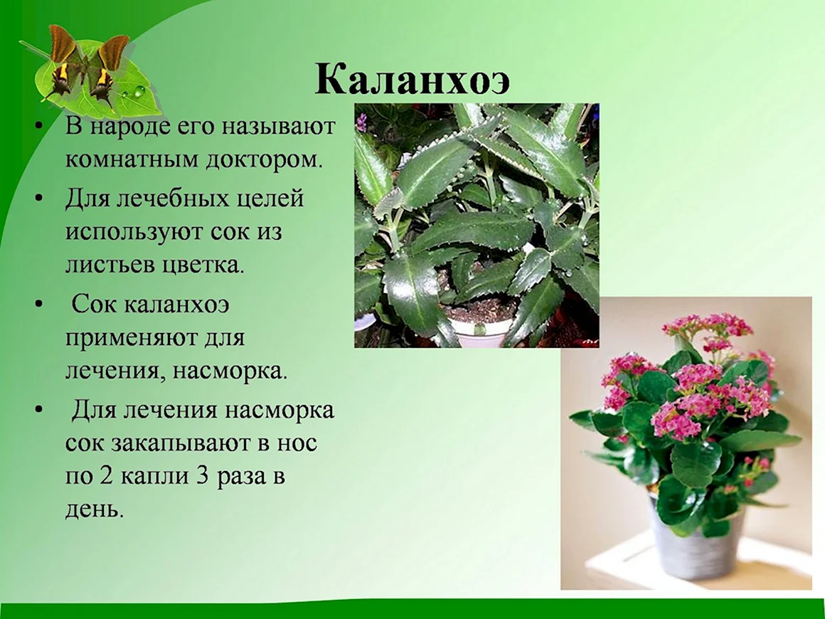 Каланхоэ лечебное растение