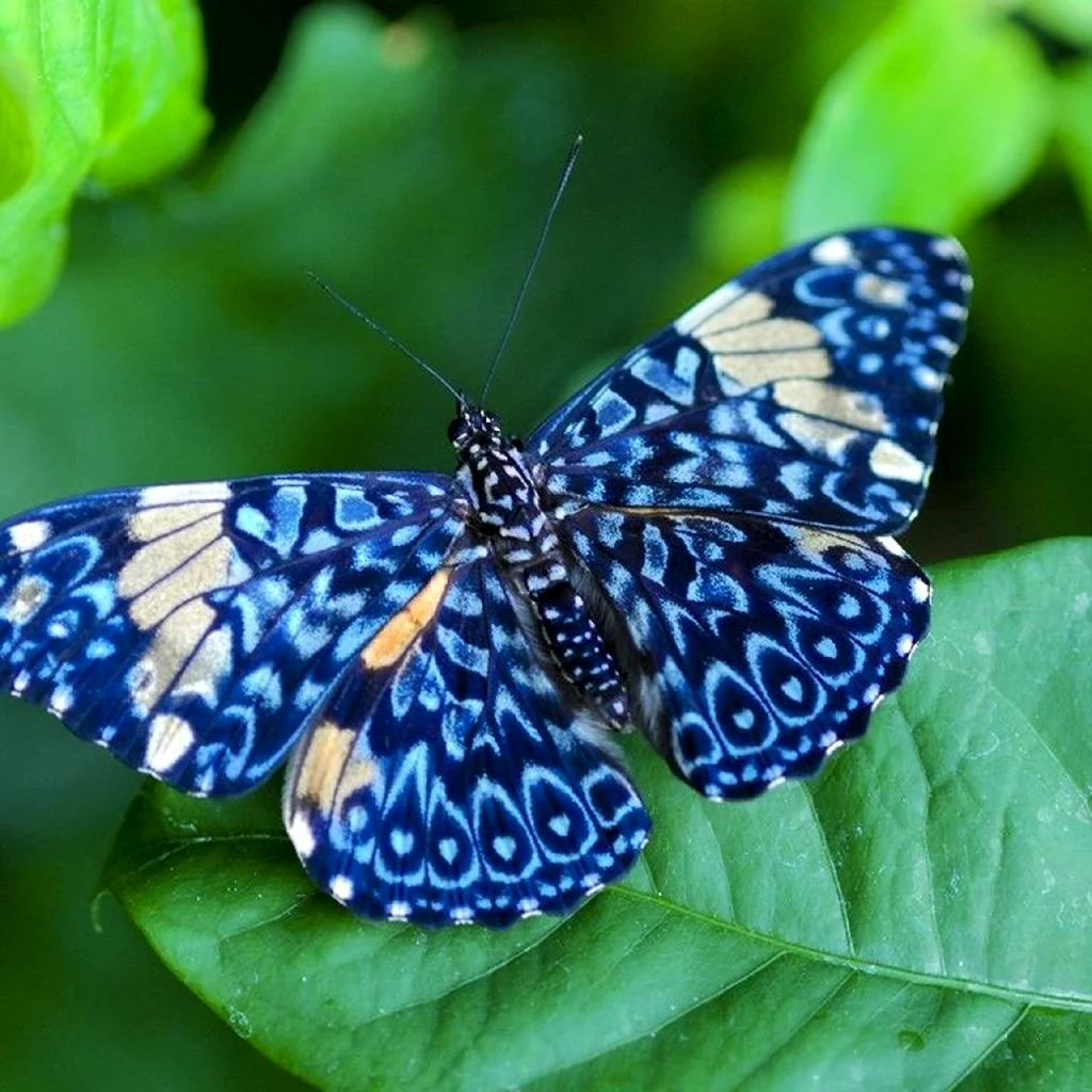 Калифорнийский синий Махаон бабочка