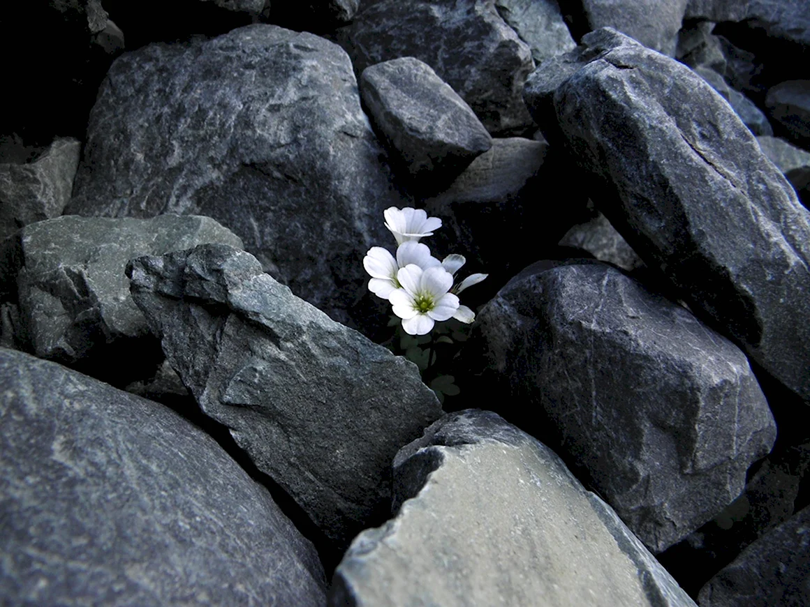 Каменный цветок Алтай