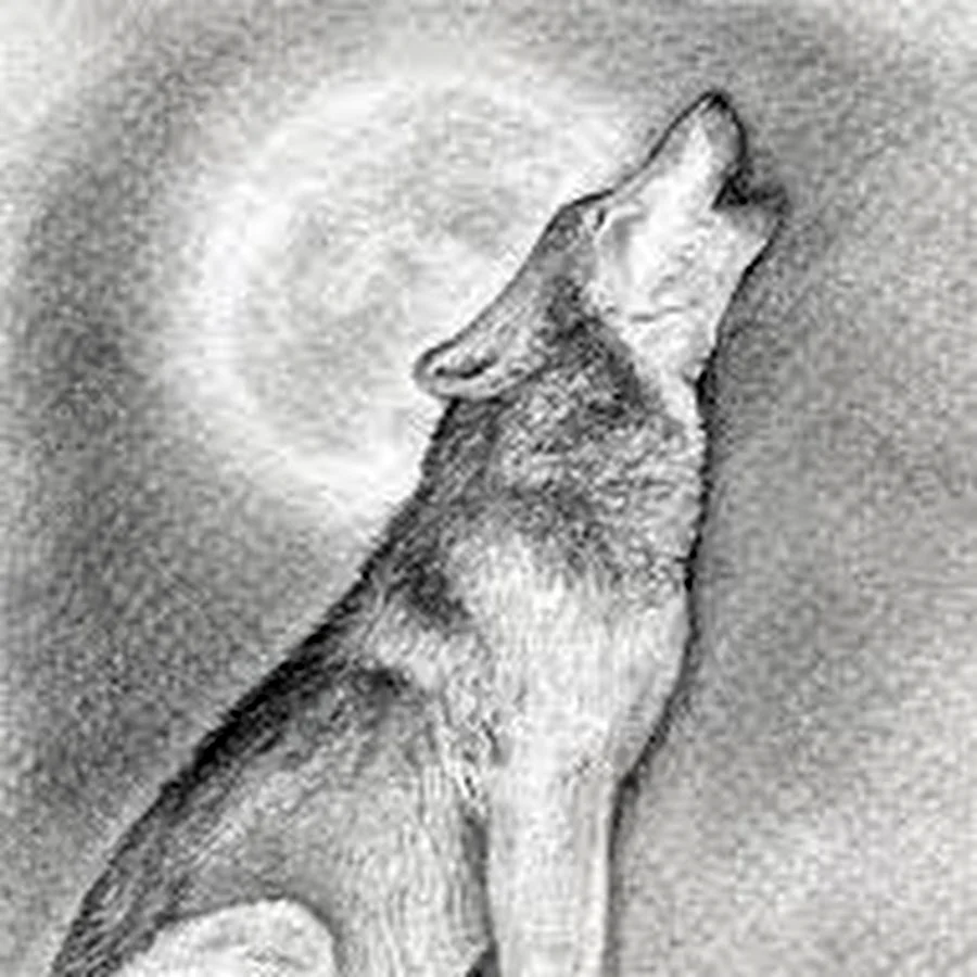 Картина волка карандашом