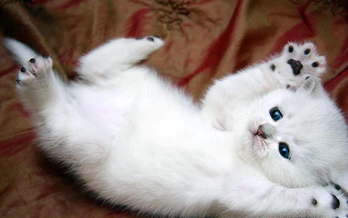 Картинки белых пушистых котят