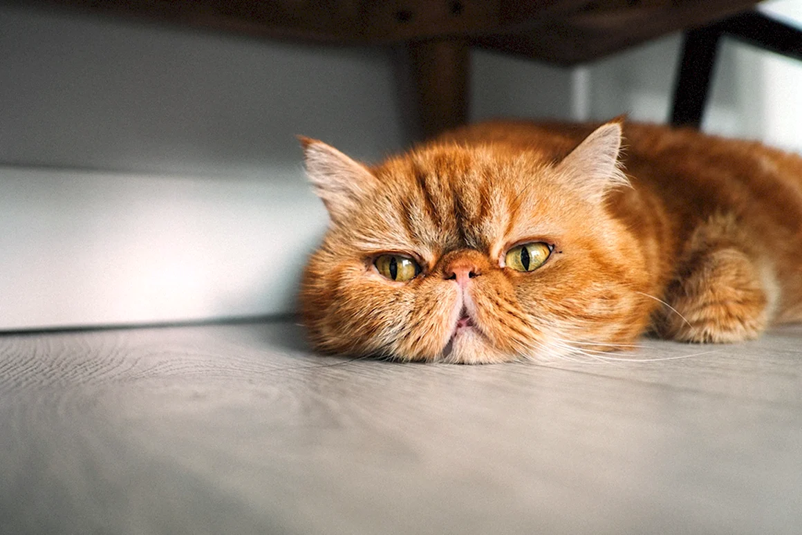 Хмурый рыжий кот