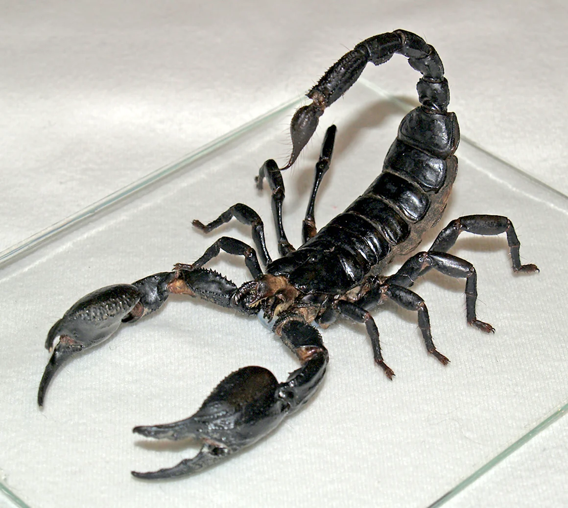 Королевский Скорпион