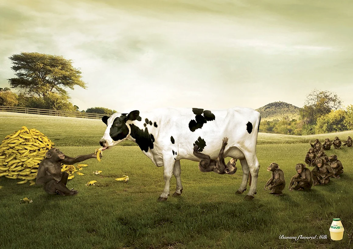 Корова реклама