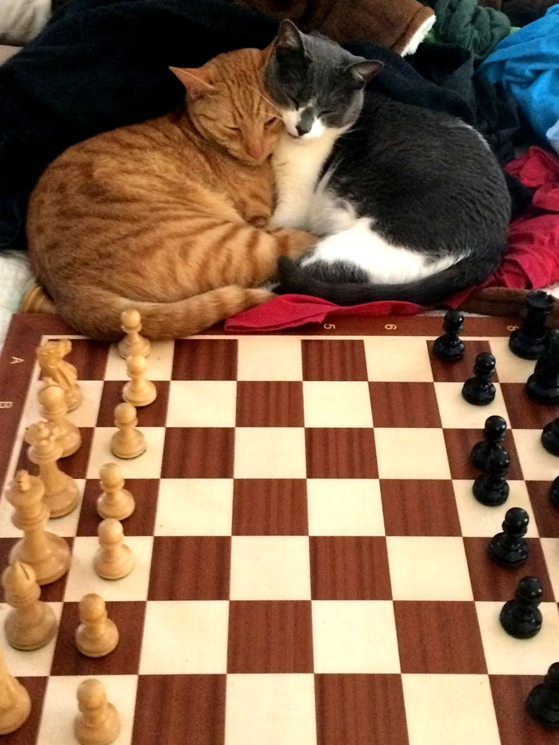 Кошачьи шахматы