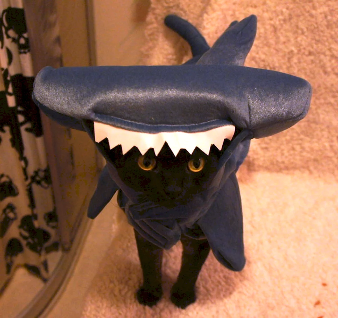 Кошачий костюм акулы