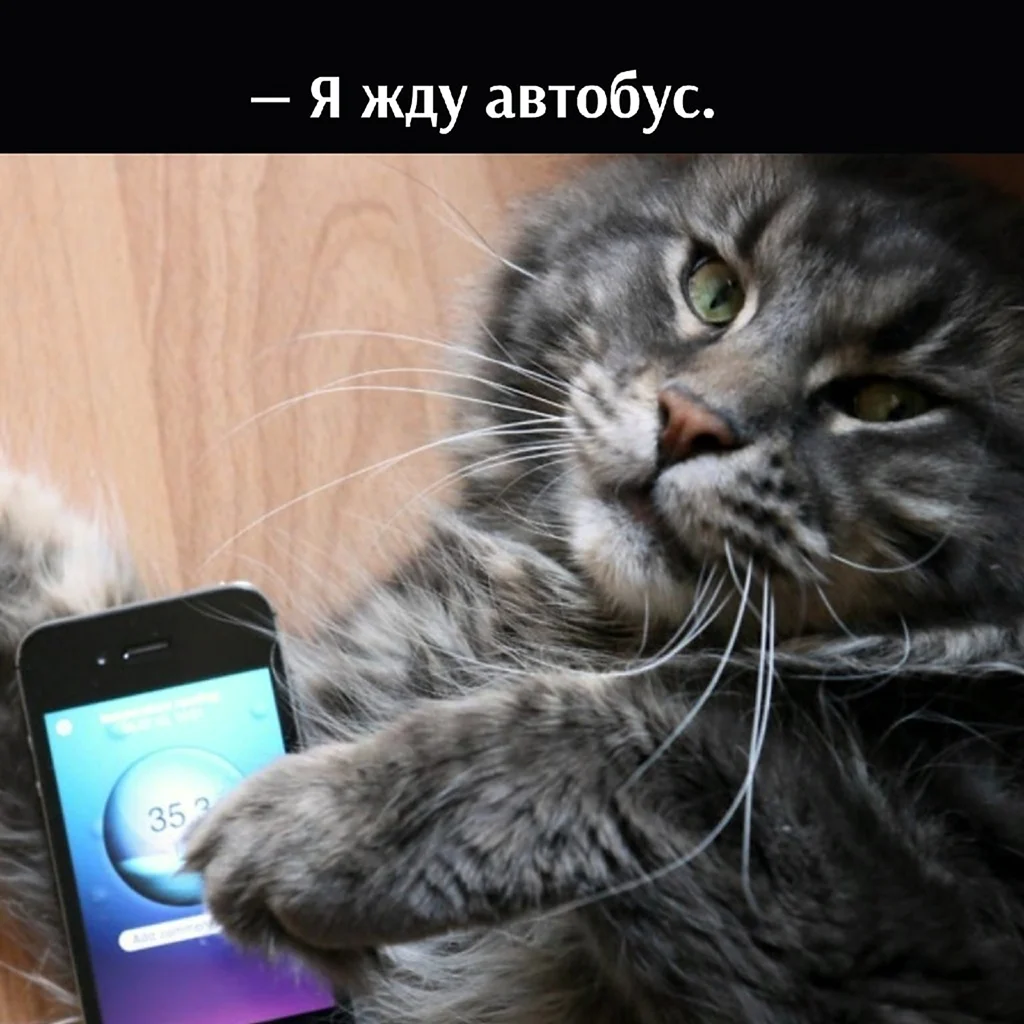 Кошечка с телефоном