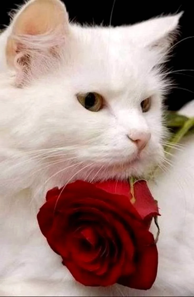 Кошечка в розах