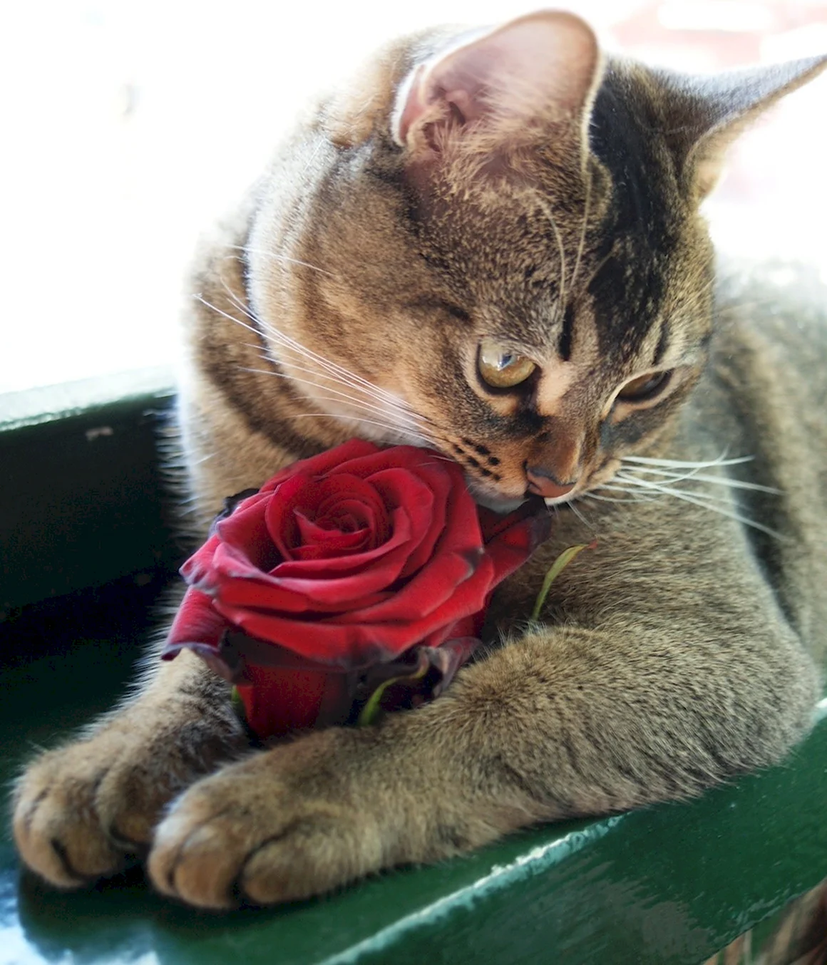 Кошечка в розах
