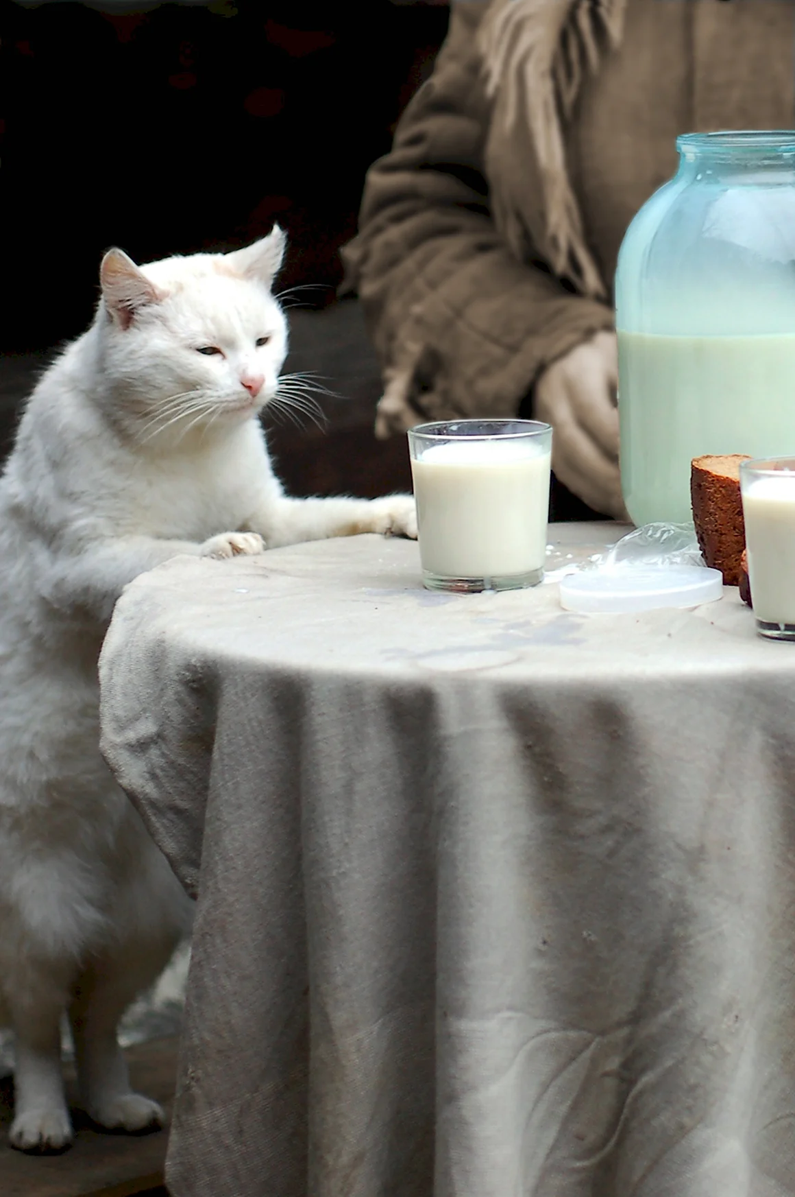 Кошка и молоко