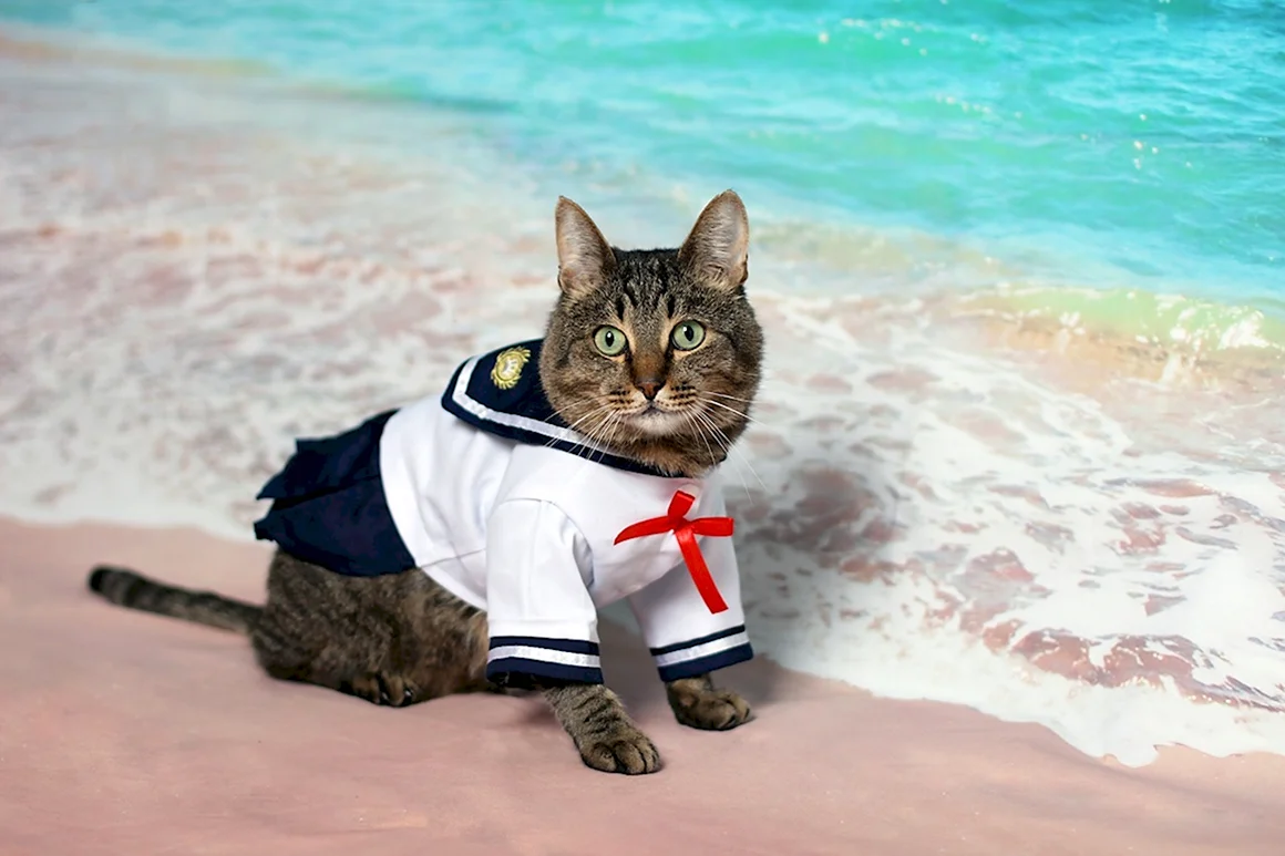 Кошка моряк