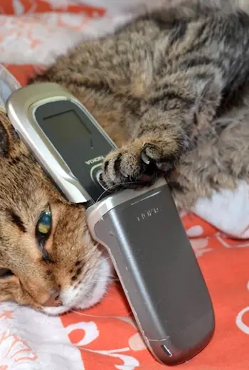 Кошка с мобильником
